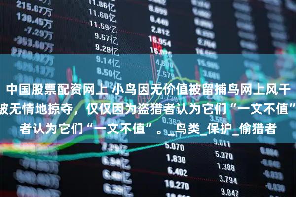 中国股票配资网上 小鸟因无价值被留捕鸟网上风干了,它们的生命价值正被无情地掠夺，仅仅因为盗猎者认为它们“一文不值”。_鸟类_保护_偷猎者